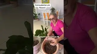 Vou ensinar Como plantar o Pacová Arrobasertãomaisverde