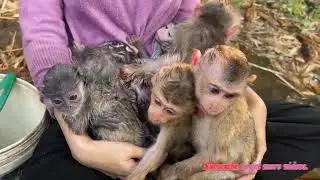 daily life | Monkey team eating as Big group.