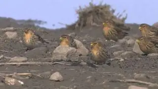 Twites   -    Carduelis flavirostris
