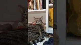 Guilty Hands Have Got No Petting 😺 #SHORTs #Cats
