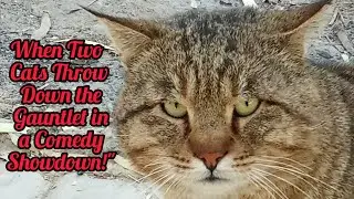 When Two Cats Throw Down the Gauntlet in a Comedy Showdown!