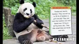 Know All About Pandas - KZ Learning for Kids