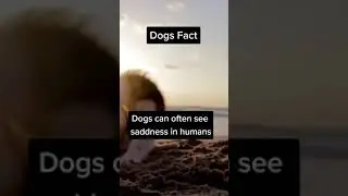 dogs facts that you should know #dog #doglover #dogfact