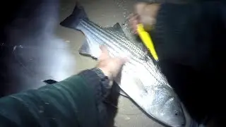 FALL STRIPED BASS Surf Fishing - STRAY SURF STRIPERS - Night NEEDLEFISH ACTION