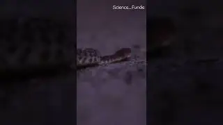 Japan&rsquo;s Mongoose Disaster #science #snake #mongoose #japan #nature #disaster #funny #shorts #ytshort