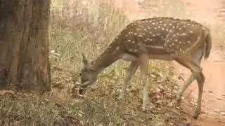 tadoba andhari tiger reserve.short movie