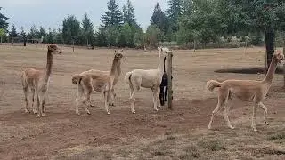 S. Ridge Rd - Oregon City - Cute Llama's 