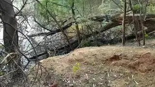 Giant Black Wattle removed