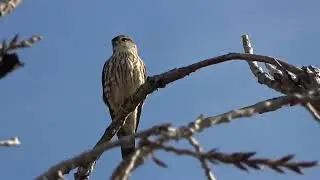 EBRPD Bird Compilation - Nov/Dec 2023 - Raptors