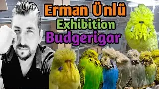 Erman &Uuml;nl&uuml; Exhibition Budgerigar Breeder from Turkey 🇹🇷 | World-Class Show Budgies