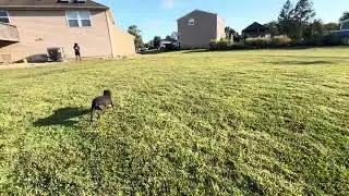 Training My Dog to Use Apple&rsquo;s Find My iPhone | Smart Dog Tracking Practice