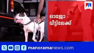 കൊച്ചിയിൽ ഭീതിപരത്തിയ പിറ്റ്ബുൾ ഉടമയ്ക്കൊപ്പം വീട്ടിലേക്ക് | Kochi Pitbull | Dog