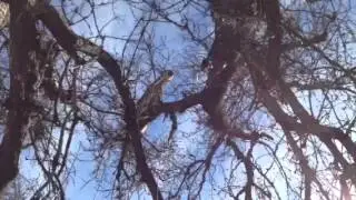 MOUNTAIN LION - Giant lion swats hound out of a tree.