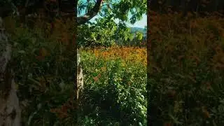 Tenemos que crear h&aacute;bitats para la fauna beneficiosa