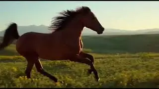 طريقة تربية الخيول في دقيقة ونص 🐎 (معلومات مركزة)