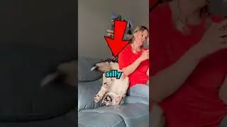 DOGS being SILLY 😂