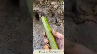 Satisfactory Amazing Video How to Make Crawfish Trap and Fishing Eel Turtles