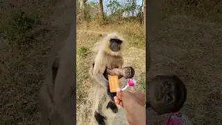 Mother Monkey Protecting Her Baby 🐒👶❤️