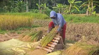 Ancient Tech: Threshing Grain Using a Bamboo Tool _FarmersLife _Shorts
