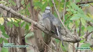 Nikon P-1000 野鳥撮影 Wild bird４K( 野鳥シリーズNo３)
