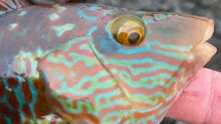 Fishing for wrasse on the Llyn peninsula at porth ysgaden simple way to target them. Sea fishing Uk
