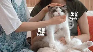 촉감으로만 똑같이 생긴 고양이들을 구분해낼 수 있을까요?