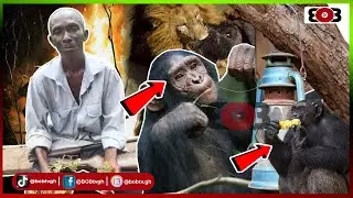 A 67yrs hunter:Out of panic with a bullet left,I couldn't fire the Chimpanzee eating my in-law maize