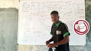 Glycolysis pathway part 2