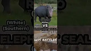Rhino VS Elephant Seal