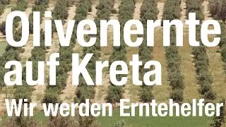 Olivenernte auf Kreta   Wir werden Erntehelfer   4K