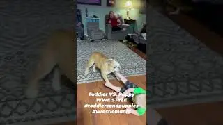 #wrestling Toddler VS. Puppy #fyp #dadlife #toddlerlife #puppy #shorts #wwe #fun #viralshorts