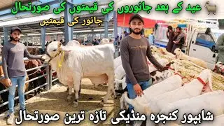 Shahpur Kanjra Mandi Lahore Latest Update🐐 || Mandi Price Update After Eid 💯
