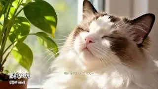 [달리팝] 뾰족한 나를  _ 집사 ver | cat MV
