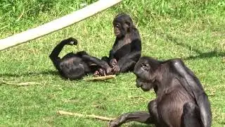 Bonobo's in Apenheul (september 2021). *Bonobos at Apenheul.*