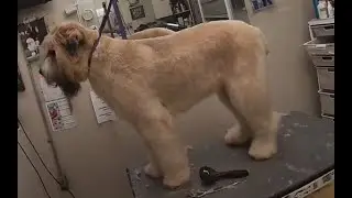 Bouvier Des Flandres Pet Trim