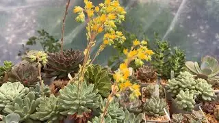 SUCULENTAS QUE ESTOU AMANDO CULTIVAR POR AQUI #suculentas #plantas #jardim 