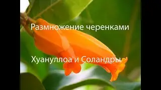 Хуануллоа и Соландра размножение черенками