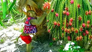 [ RED DRAGON ] Adorable SokYaa Catching Dragon Fruit, Bella Train Him At Farm, Nature Fruit