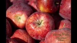 Episode One - Washington State - Olympia Farmers Market & Mt Walker