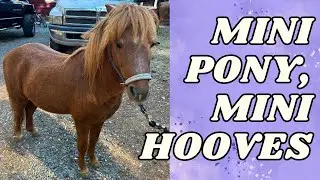 Подстриги мини-пони вместе со мной!