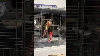 The parrot easily opened its cage. A clever conure. #birds #parrots #parrot #pets #shorts #cute