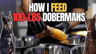 Raw Feeding 100+ Pound DOBERMANS