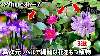 初心者オススメ！メダカのビオトープで育成が簡単かつ異次元に綺麗な花を咲かせる植物3選！