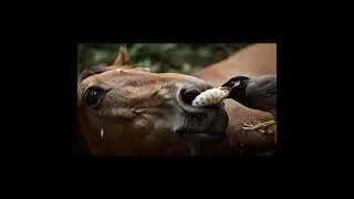 Nature&rsquo;s Teamwork: Bird Helps Clean Horse&rsquo;s Nasal Cavity #wildliferescue #helpmemakethismakesense