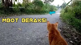 Menolong kucing terlantar bersama mbot kelebot