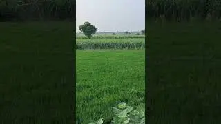 Paddy Drone spray