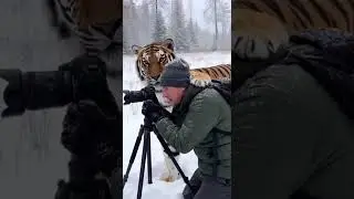 A Kind Paw in Winter: A Tiger's Snowy Interruption of Art