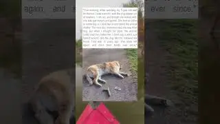 Stray Dog Becomes a Loyal Family Member