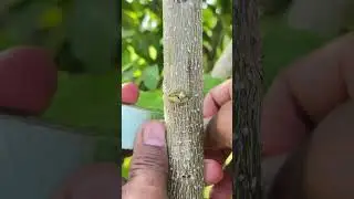 How to grafting  #fruittree #garden #fruitrees #tropicalfruit #mangocrop #jackfruit #bonsai