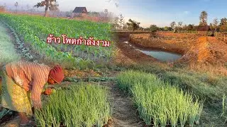 บรรยากาศยามเช้าอากาศเย็น 17 องศา🥶🥶
